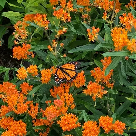 Bright orange butterfly weed in flower with a monarch butterfly feeding on one of the clusters.