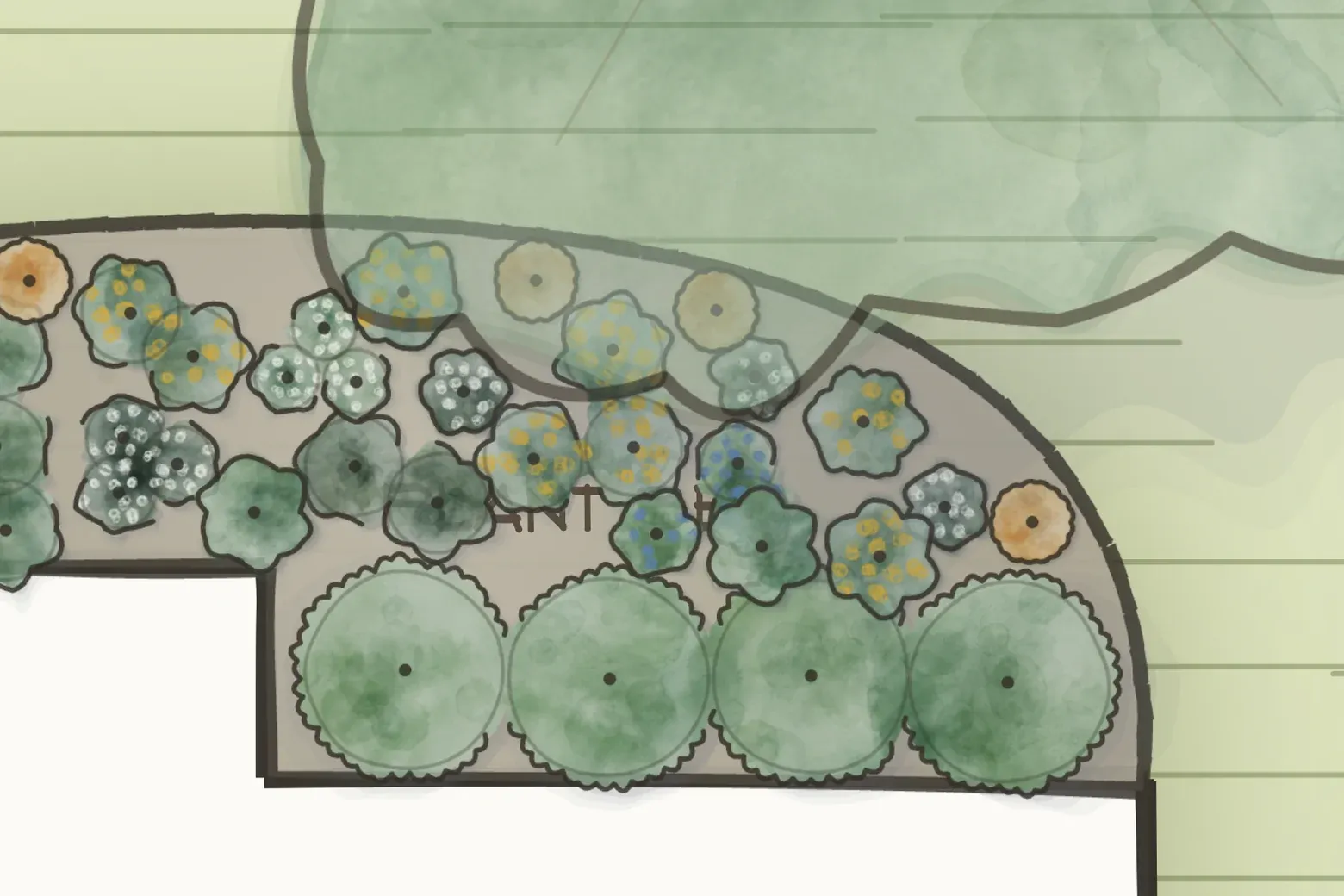 The same bed at maturity — every plant redrawn at its full spread, canopies now touching and the mulch almost covered.