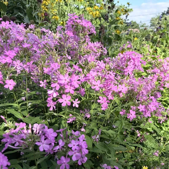 A drift of garden phlox in full bloom, its lavender-pink flower clusters carried above green foliage in a mixed border.