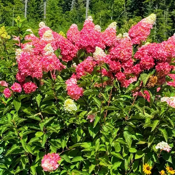 A panicle hydrangea covered in cone-shaped flower heads aging from cream to deep pink.