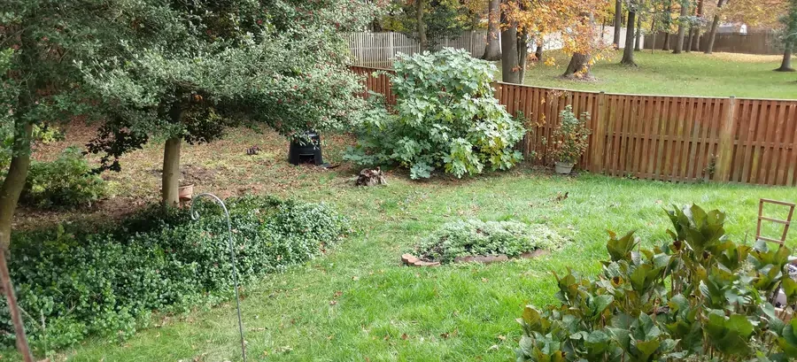 An established back garden in autumn — a mature holly, a spreading fig, ivy groundcover, and a board fence along the tree line.